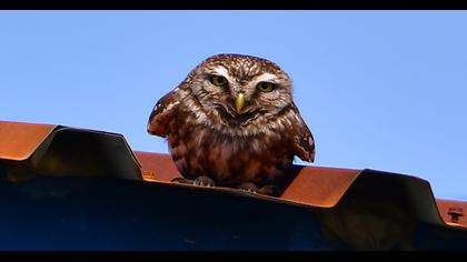 Little Owl