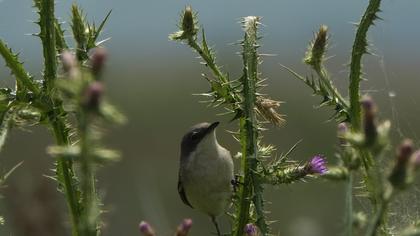 Lesser Whitethroat