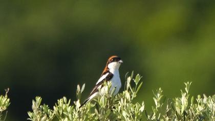 Woodchat Shrike