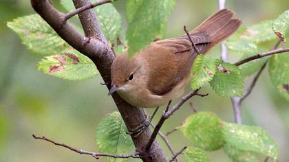 Eurasian Reed Warbler