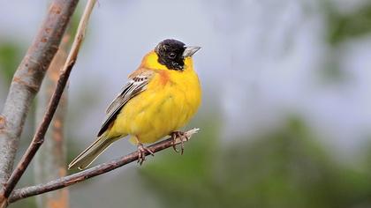 Black-headed Bunting