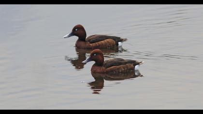 Ferruginous Duck