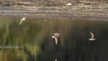 Curlew Sandpiper