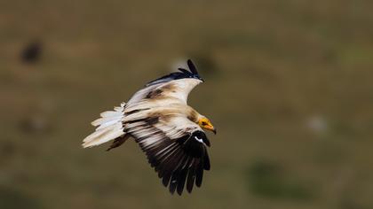 Egyptian Vulture