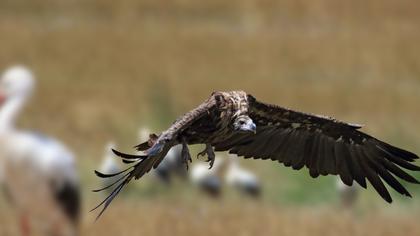 Cinereous Vulture