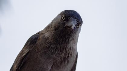 Western Jackdaw