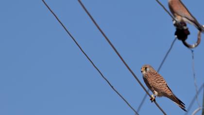 Lesser Kestrel