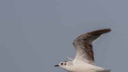 Little Gull