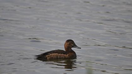 Common Pochard