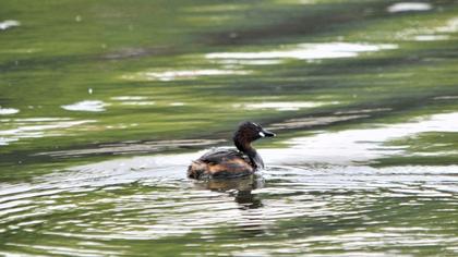 Little Grebe