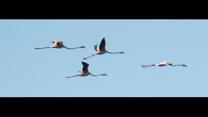 Greater Flamingo