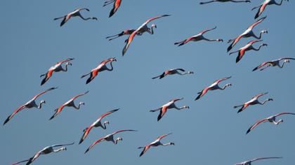 Greater Flamingo