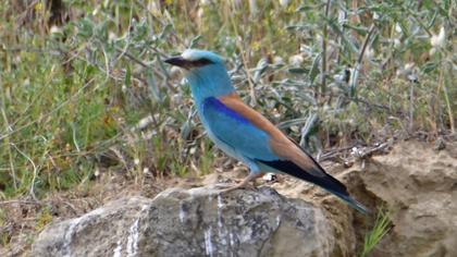European Roller