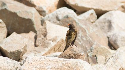 Red-fronted Serin