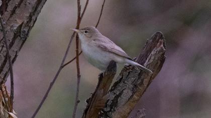 Eastern Olivaceous Warbler