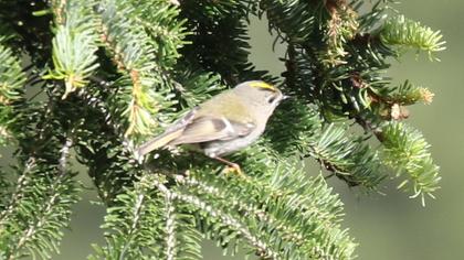 Goldcrest