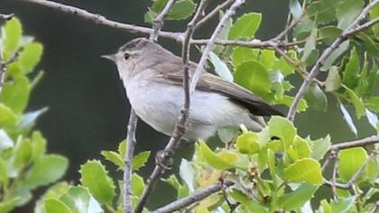Eastern Bonelli`s Warbler