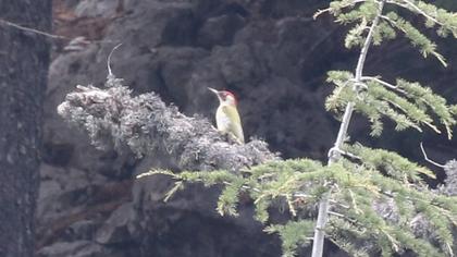 European Green Woodpecker