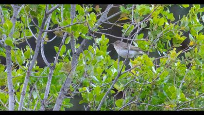 Eastern Bonelli`s Warbler