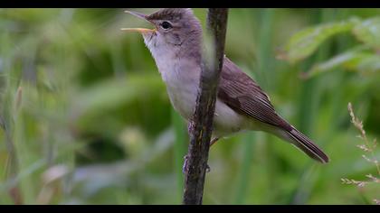 Eastern Olivaceous Warbler