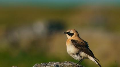 Black-eared Wheatear