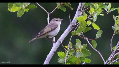 Eastern Bonelli`s Warbler