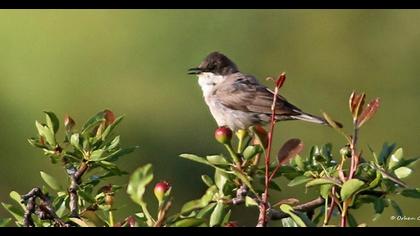 Eastern Orphean Warbler