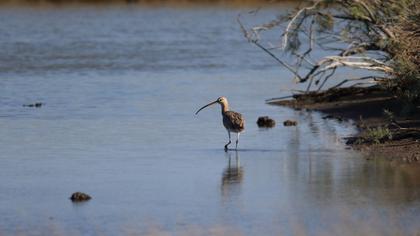 Eurasian Curlew