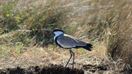 Spur-winged Lapwing