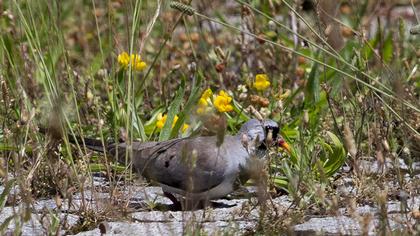 Namaqua Dove