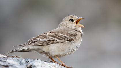 Pale Rockfinch