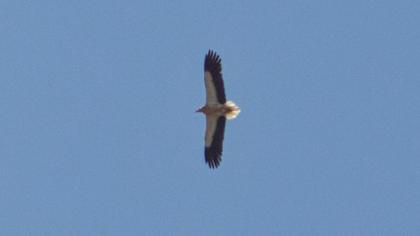 Egyptian Vulture