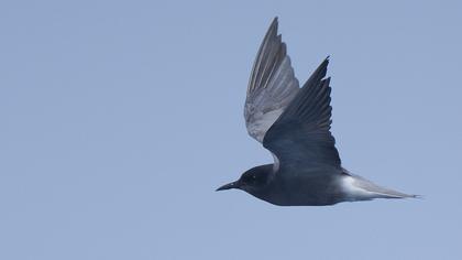 Black Tern