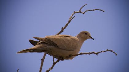 Eurasian Collared Dove