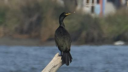 European Shag