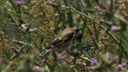 European Goldfinch