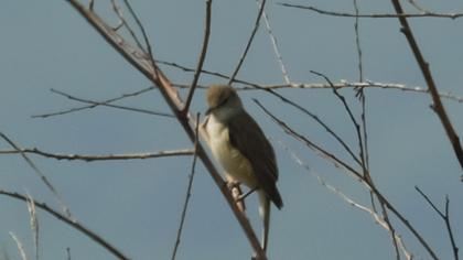 Great Reed Warbler
