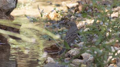 Cinereous Bunting