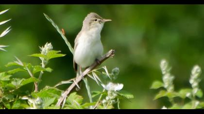 Eastern Olivaceous Warbler