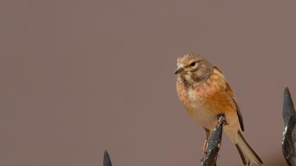 Common Linnet