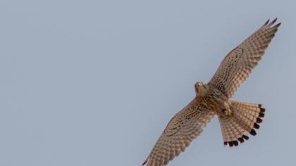 Common Kestrel