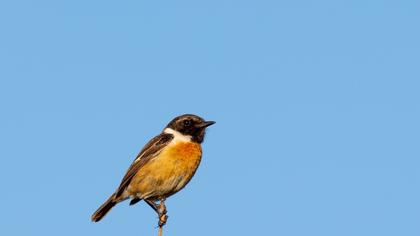 European Stonechat