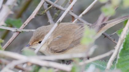 Marsh Warbler