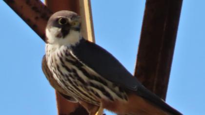 Eurasian Hobby