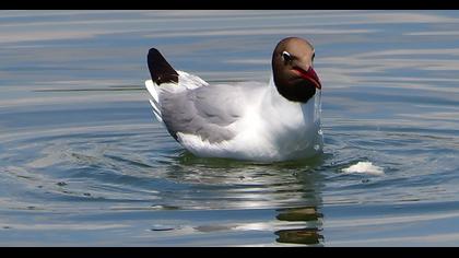 Black-headed Gull