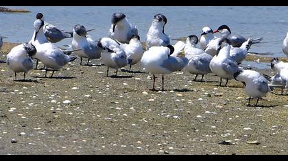 Sandwich Tern