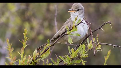 Upcher`s Warbler
