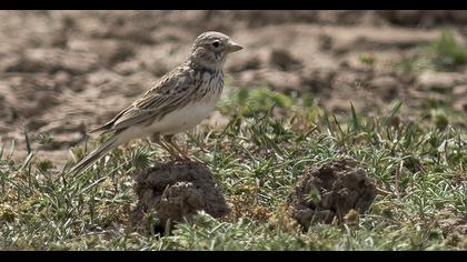 Turkestan Short-toed Lark