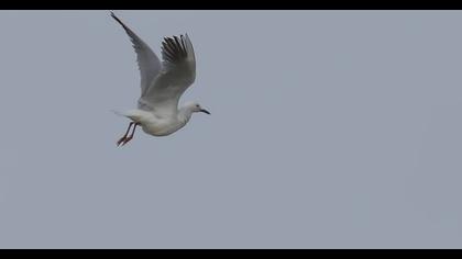 Slender-billed Gull