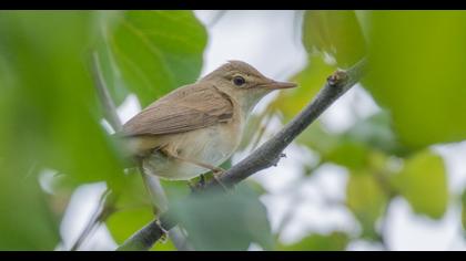 Marsh Warbler